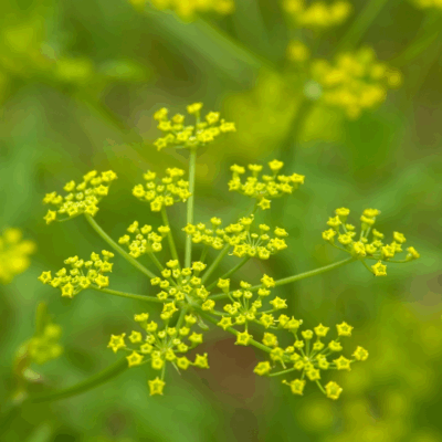 wild-parsnip - Ideal Land Management | Forestry mowing & mulching, food plots, hunting blinds