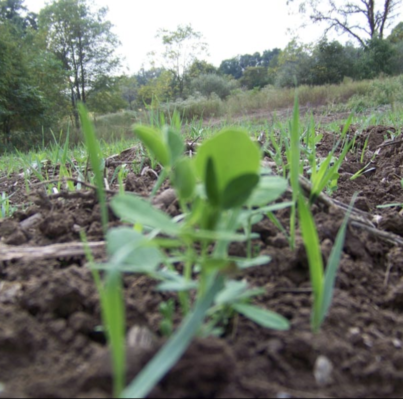 Real World Whitetail Harvest Salad Food Plot Seeds