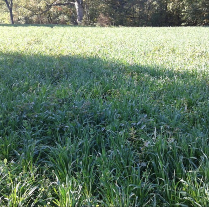 Real World Whitetail Harvest Salad Food Plot Seeds