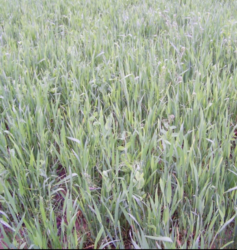 Real World Whitetail Harvest Salad Food Plot Seeds