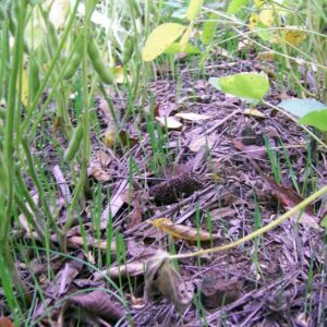 Green bean plants with slender pods growing close to the ground among mulch and fallen leaves in a garden bed.