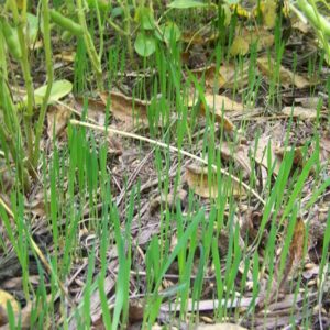 Close-up of young green grass sprouts emerging from a mulch-covered garden bed among fallen leaves