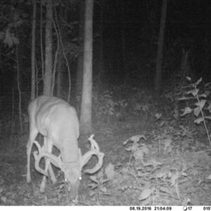 Infrared nighttime image of a buck with large antlers foraging in a wooded undergrowth area.