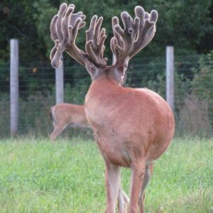 Stag with large velvet antlers standing in a grassy field inside a fenced enclosure.