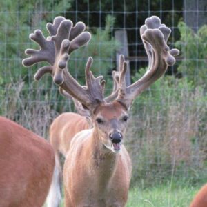 Male deer (stag) with large, branched antlers in a grassy fenced area, facing the camera with mouth open as if bleating or smiling.