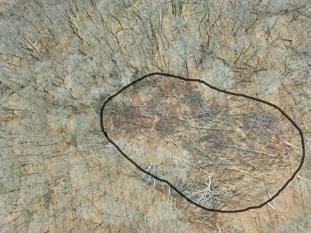 Aerial view of a forest with a circular clearing filled with fallen branches and debris, outlined by a dark ring.