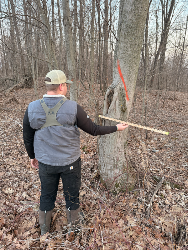 Man in a vest and cap uses a Tape measure to measure a tree marked with orange spray paint in a leaf-littered forest edge.