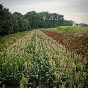 Wide field of tall sorghum plants in orderly rows, transitioning from green to tan and brown, with trees in the background under a cloudy sky.