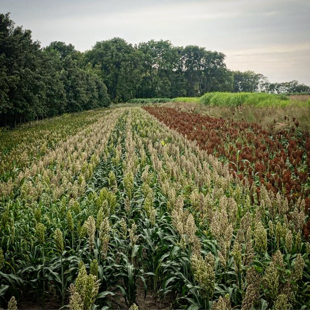 RWWP-Hybrid-Grain-Sorghum-Blend-Pilot-Program-2 - Ideal Land Management | Forestry mowing & mulching, food plots, hunting blinds Wide field of tall sorghum plants in orderly rows, transitioning from green to tan and brown, with trees in the background under a cloudy sky.