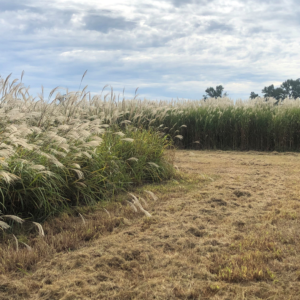Wide field of tall, fluffy grasses swaying under a cloudy blue sky with trees on the horizon and dry brown ground in the foreground.