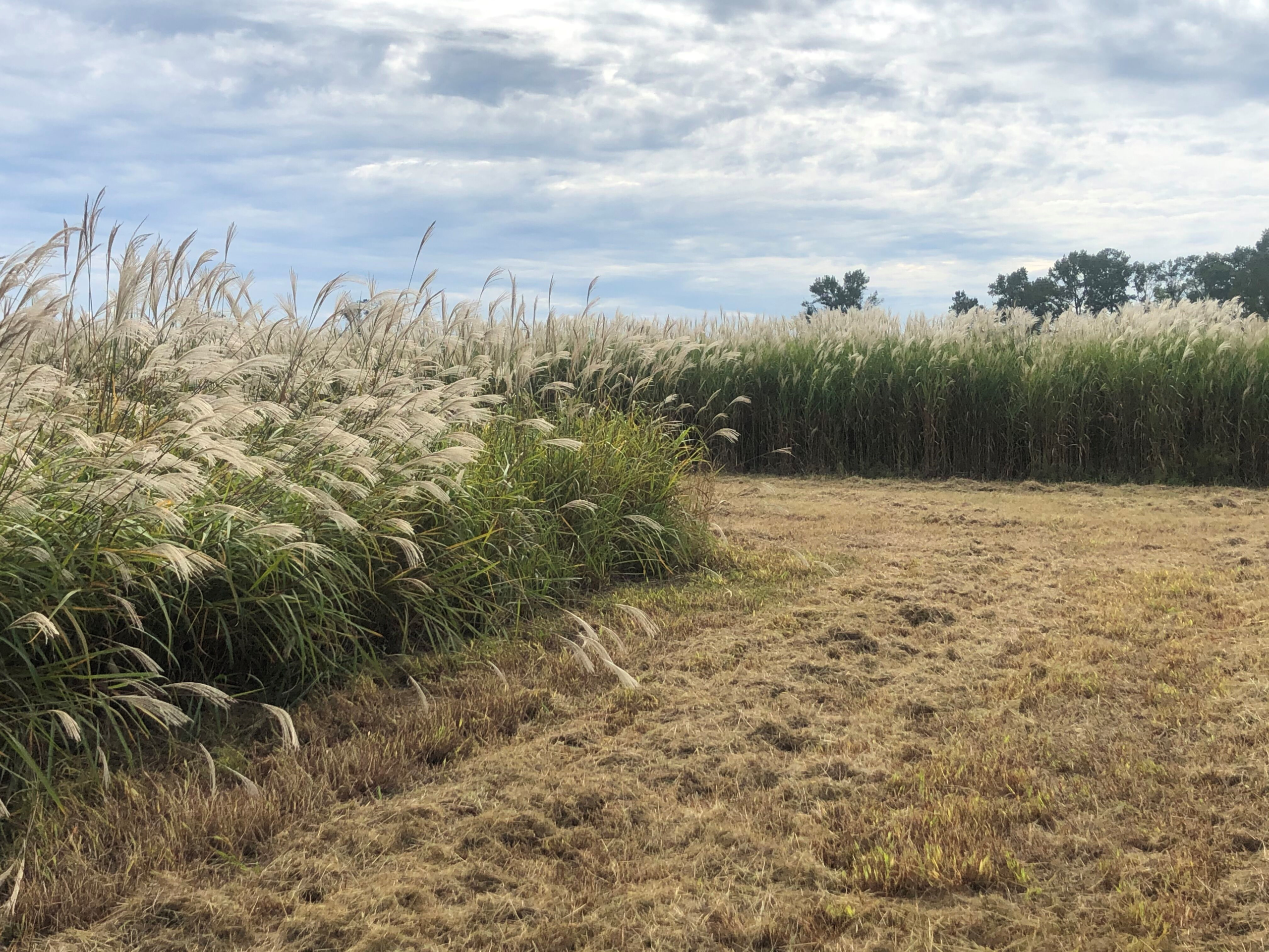 cut-path - Ideal Land Management | Forestry mowing & mulching, food plots, hunting blinds Wide field of tall, fluffy grasses swaying under a cloudy blue sky with trees on the horizon and dry brown ground in the foreground.