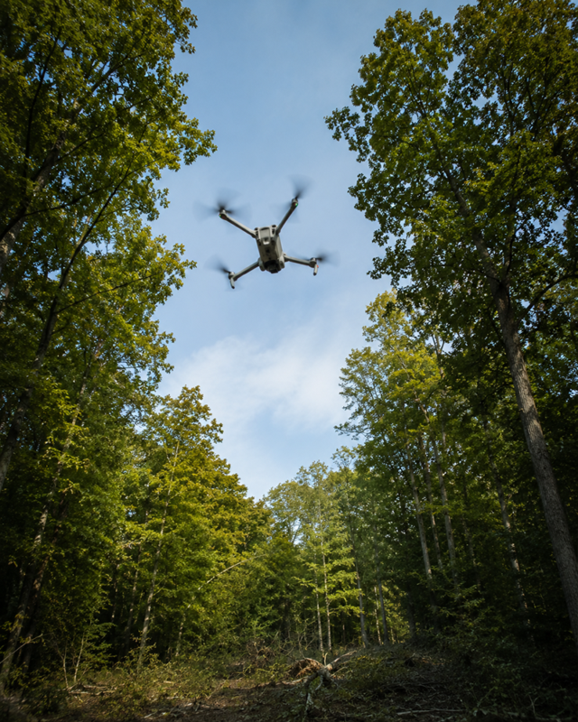 A drone flies low over a forest path with tall trees on both sides under a clear blue sky.