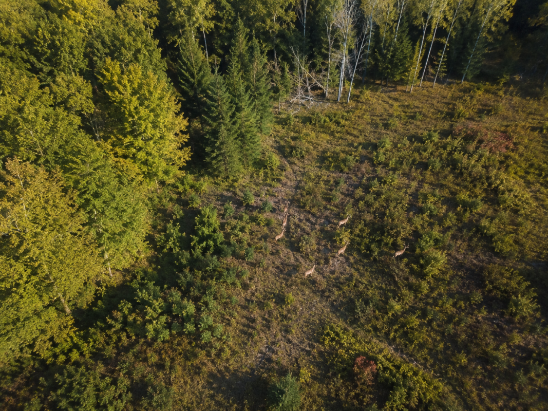 Aerial view of a forest edge with a small herd of deer standing among shrubs in a clearing.