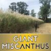 Person in camouflage walking along a dirt path beside a tall field of Giant Miscanthus, with a gold banner at the bottom reading 'GIANT MISCANTHUS'.