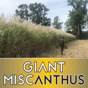 giant miscanthus - Ideal Land Management | Forestry mowing & mulching, food plots, hunting blinds Person in camouflage walking along a dirt path beside a tall field of Giant Miscanthus, with a gold banner at the bottom reading 'GIANT MISCANTHUS'.