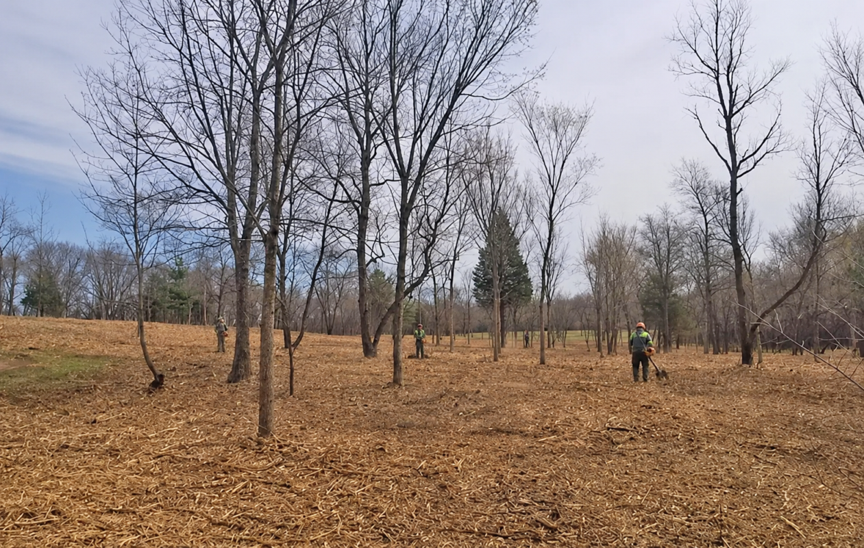 Forestry workers in safety gear clearing a leafless park-like woodland; ground covered with wood chips and debris.