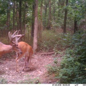 Two deer stand on a dirt forest path among trees and undergrowth; one buck with large antlers brushes noses with another deer in a wooded scene (trail camera image, 07.20.2016 06:55).