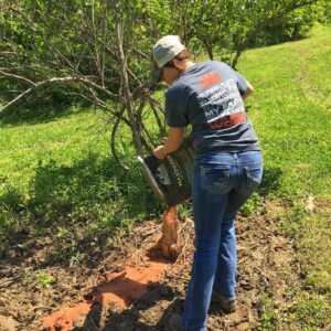 Person in a cap plants a young tree, pouring soil from a bag at its base in a sunny, grassy area