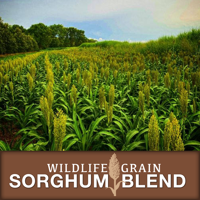 wildlife sorghum blend - Ideal Land Management | Forestry mowing & mulching, food plots, hunting blinds Field of tall sorghum plants with a brown banner reading Wildlife Grain Sorghum Blend at the bottom.
